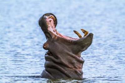 HIPO Kruger National Park hippopotamus AFRICA TURISMO.jpg
